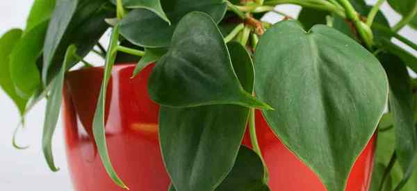 Rosnące Heartleaf Philodendron Philodendron Cordatum Care