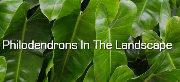 Philodendron dalam landskap