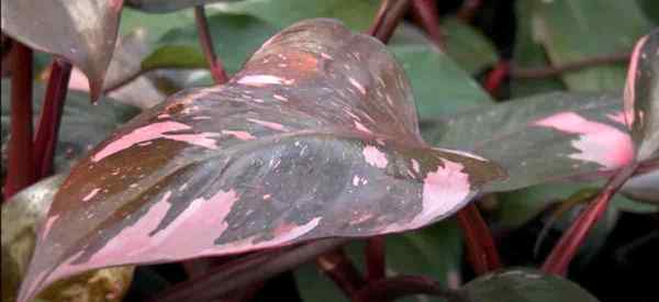 Fragen und Antworten zur Pflege der Pink Prinzessin Philodendron