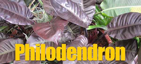 Variétés de Philodendron Plant Garden Center
