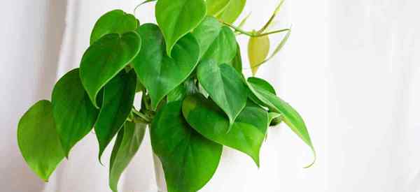 Philodendron Scandens kümmert sich darum, wie man Schatz Philodendron Hederaceum annimmt