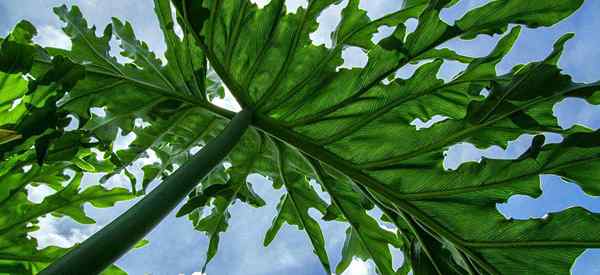 Petua mengenai Penjagaan Selloum Philodendron