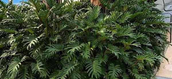 Cómo cultivar Philodendron Xanadu