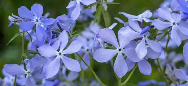 Consejos sobre el cuidado de Phlox Divaricata