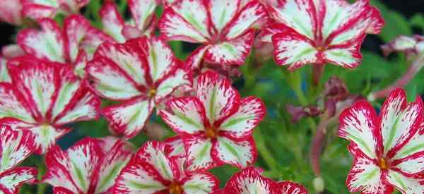 Phlox drummondii Care como cultivar o flox anual