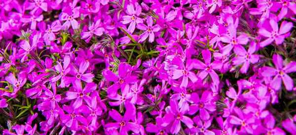 Wie man sich um kriechende Phlox -Anbau -Phlox -Subulata kümmert