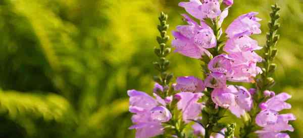 Opieka nad posłusznymi roślinami rosnącymi Physostegia virginiana