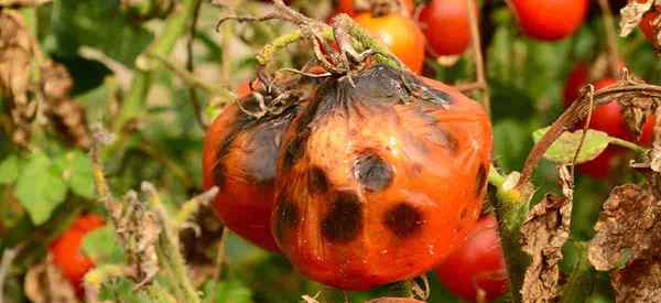 Phytophthora -Krankheit Was ist es und was können Sie tun, um sie zu kontrollieren??