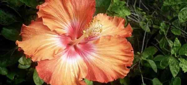 Le «discours» des plantes d'hibiscus il y a plus de 60 ans