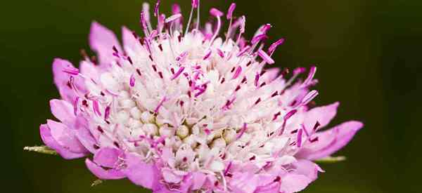 Pincistion Flower Care lernen, Scabiosa atropurpurea Pflanze zu züchten