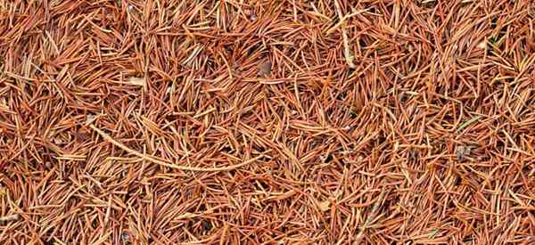 Los pros y los contras de Pine Needle Mulch