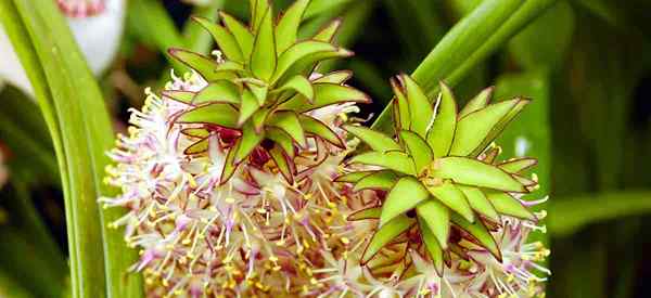 Guia de lírio de abacaxi como cultivar plantas de eucomis