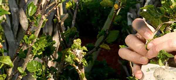 Prevenção e tratamento rosa de hibiscus mealybug