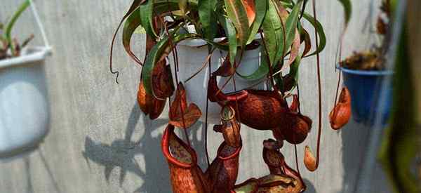 Cuidados com a planta de jarro Aprenda a cultivar os nepentos carnívoros