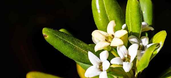 Zwerg Mock Orange Care Lernt Tipps zum Anbau von Pittosporum Tobira