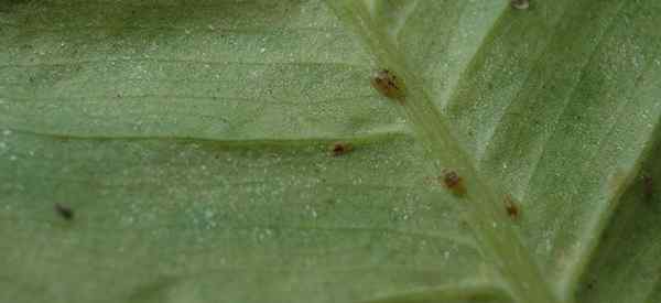 Insetos em escala de plantas - Remoção de bugs em escala em plantas dentro de casa e fora