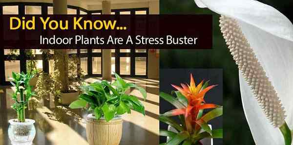 ¿Sabías que las plantas de interior son un buster de estrés??