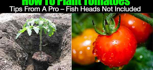 Comment planter des conseils de tomates d'un pro - têtes de poisson non incluses