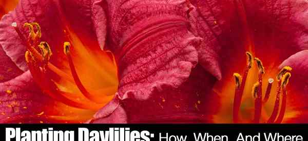 Daylily Care How To Grow Daylilies