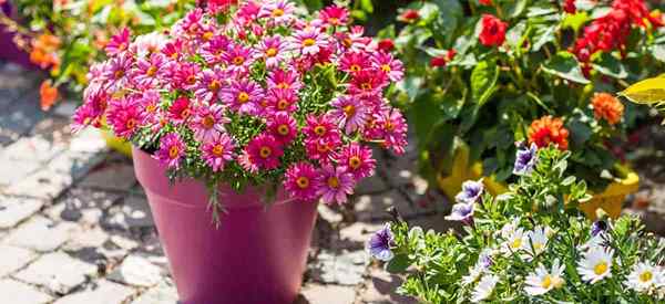 Plantas em torno dos pátios trazendo cores para um pátio perto de você!