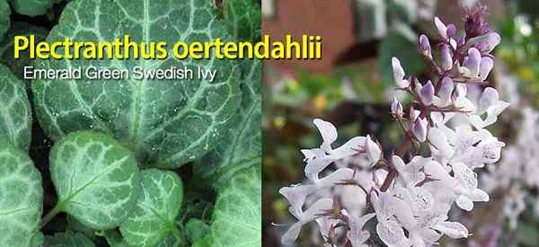 Plectranthus oertendahlii aprender esmeralda verde sueco de hiedra cuidado