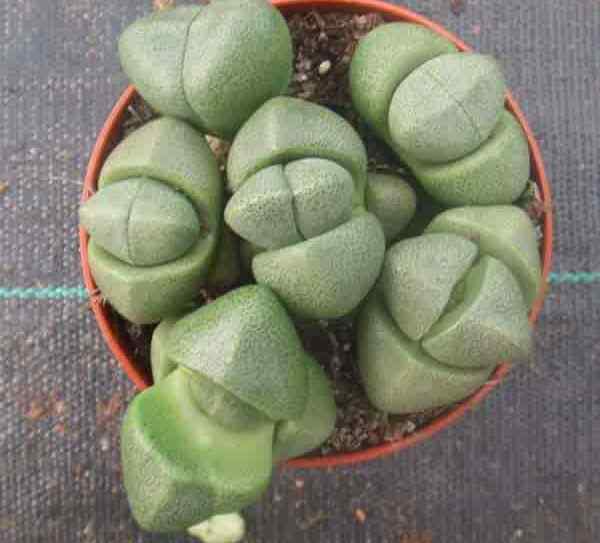 Pleiospilos nelii rock dividido suculento cultivo y consejos de cuidado