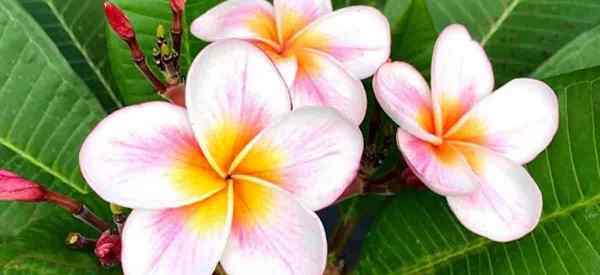 Requisitos de fertilizantes de fertilizantes da plumeria para árvores de plumeria