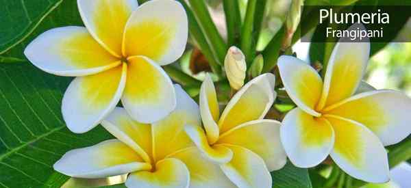 Como cuidar da árvore da plumeria (árvore de Frangipani)