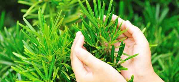 Tips Perawatan Podocarpus Macrophyllus untuk Pinus Fern