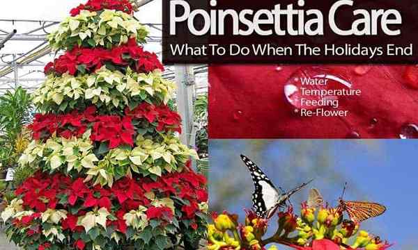 Cara Menjaga Poinsettias - Apa Yang Perlu Dilakukan Apabila Cuti Berakhir