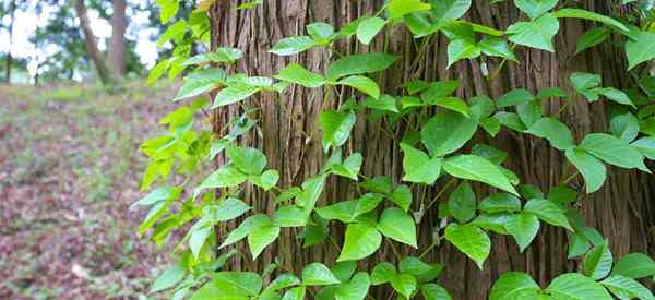 Cara Menyingkirkan Poison Ivy, Poison Sumac dan Poison Oak