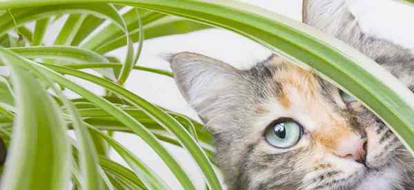 20 plantas tóxicas y venenosas para gatos