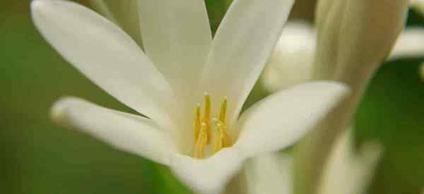 Polianthes tuberosa Comment s'occuper de la tubéreuse vivace [Agave Amica]