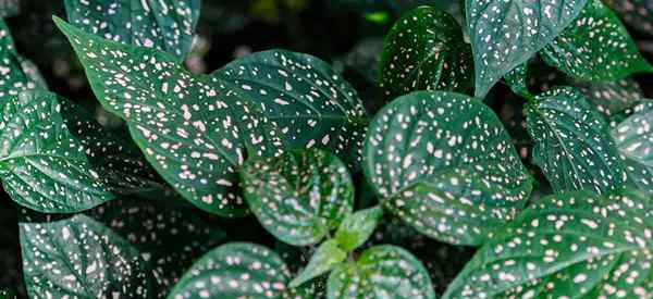 Consejos para el cuidado de la planta de lunares que cultivan los hipoestes Phyllostachya