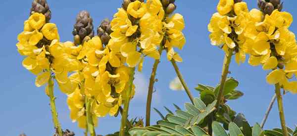 Cassia Popcorn Cassia apprend à cultiver la plante de pop-corn (Didymobotrya)