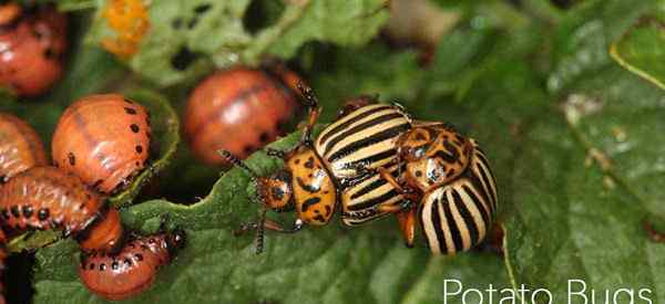 7 façons de contrôler les insectes de pommes de terre et les coléoptères du Colorado