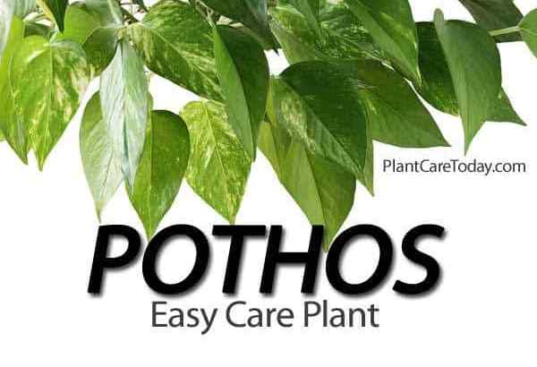 Conseils et guide d'information sur la prise en charge des plants de Pothos