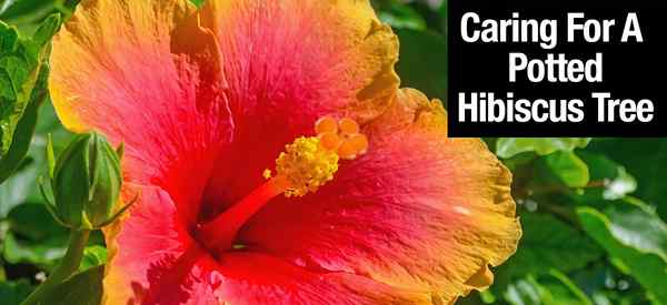 Hibiscus arbre se soucie d'un guide complet pour faire croître les plantes d'hibiscus