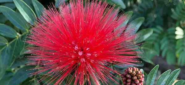 Crescendo árvores de sopro em pó como cuidar de plantas de Calliandra