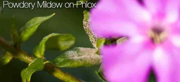 Moho polvoriento en phlox cómo controlar phlox con moho