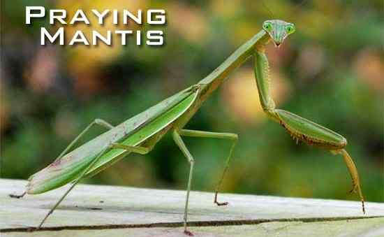 Qu'est-ce que les mantes priantes mangent sont-ils bons pour votre jardin