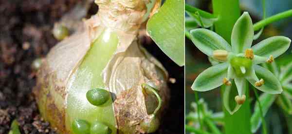 Soins enceintes de la plante à l'oignon cultivant l'ornithogalum caudatum unique