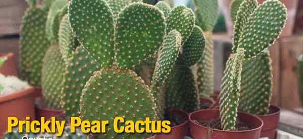 Stachelige Birnenkaktusversorgung des Opuntia Paddle Cactus