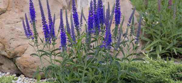 Meningkatkan Kebanggaan Madeira Bagaimana Mengurus Candicans Echium