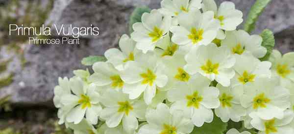 Primula vulgaris Cuidado de la planta cómo cultivar primrose