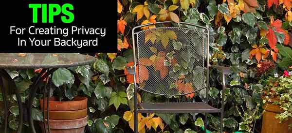 Consejos de ideas de pantalla de privacidad para crear privacidad en su patio trasero