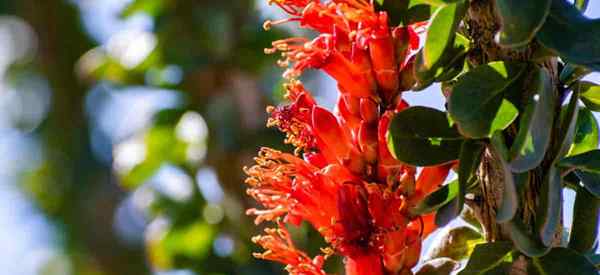 Fürsorge für die Ocotillo -Pflanze