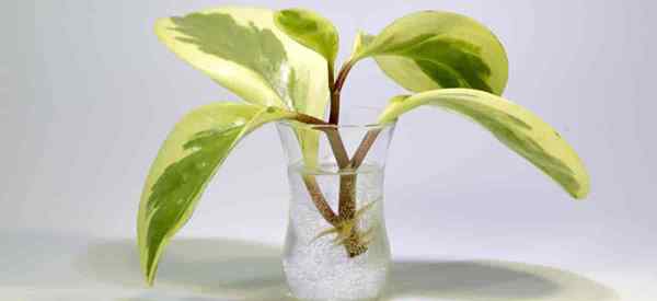 Comment propager la peperomia (baby-caoutchy usine)