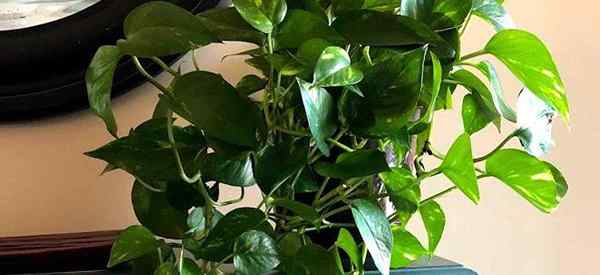 Cómo propagar las plantas de Pothos