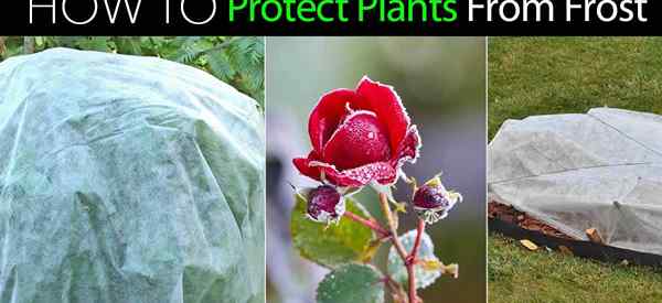 Protección de heladas Cómo proteger las plantas de las heladas